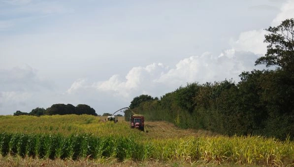 Moisson de blé chargée en benne céréalière