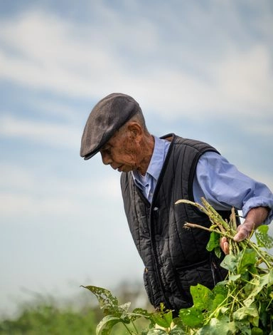 Agriculteur dans son champ, premier maillon de la filière livrée en citerne alimentaire