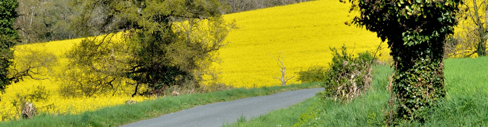 Route de campagne en Auvergne-Rhône-Alpes
