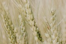 Épis de blé en gros plan