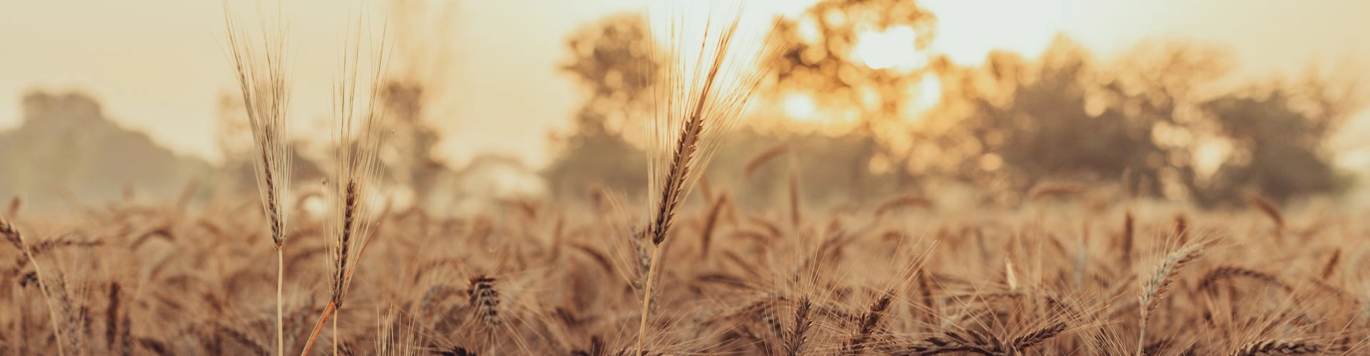 Champ de blé au soleil couchant en Bourgogne-Franche-Comté