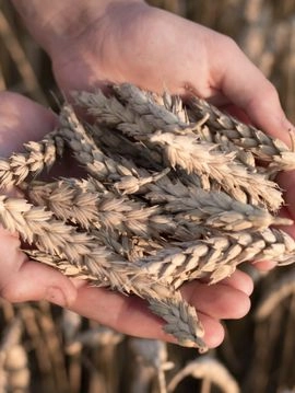 Grains de blé dans le creux des mains