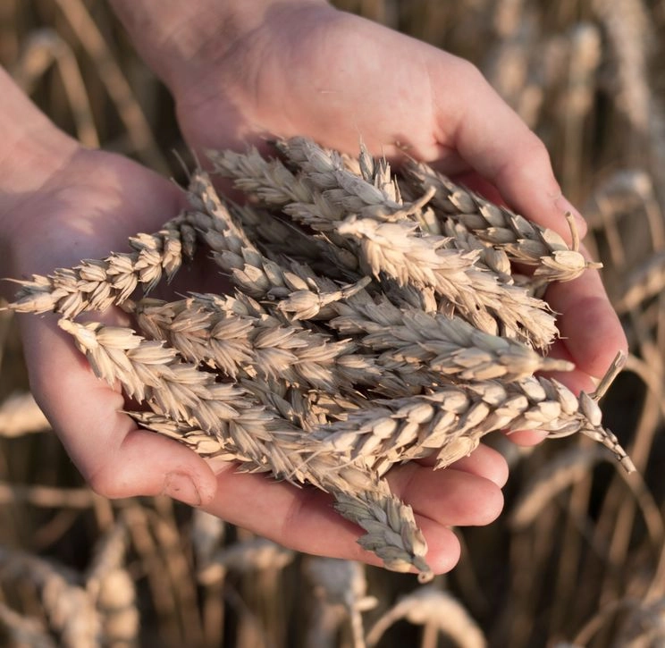 Mains tenant des grains de blé