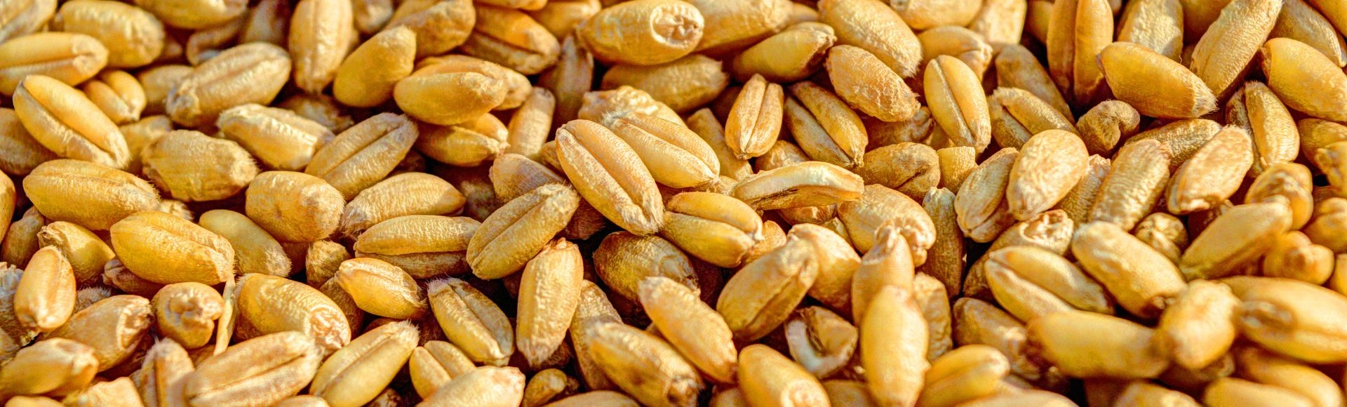 Grains de blé en macrophotographie
