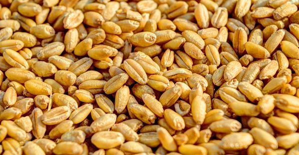 Échantillonnage du grain avant pesée