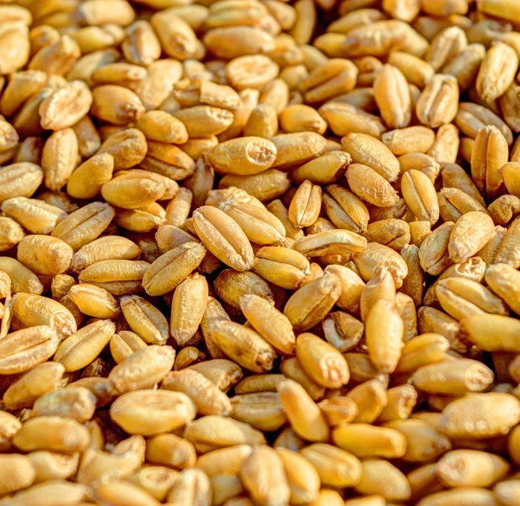 Grains de blé vus en macro